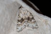 Hecatera bicolorata/weissi