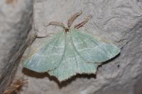 Thalera fimbrialis