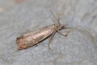 Chrysoteuchia culmella