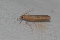 Pediasia contaminella