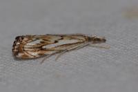 Catoptria falsella