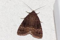 Amphipyra pyramidea