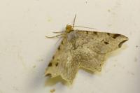 Macaria alternata