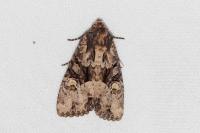 Apamea remissa