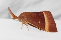 Lasiocampa quercus quercus