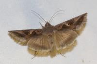 Autographa gamma