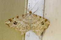 Macaria notata