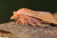 Odonestis pruni