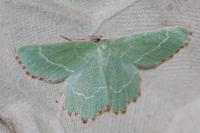 Thalera fimbrialis