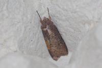 Peridroma saucia