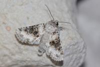 Hecatera bicolorata