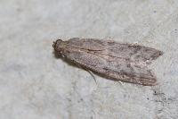 Ephestia