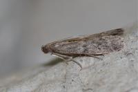 Ephestia