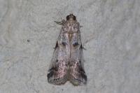 Acrobasis