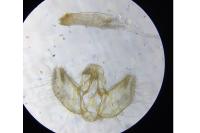 Perizoma alchemillata