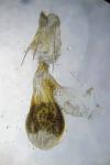 Eupithecia tripunctaria
