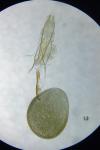 Eupithecia tenuiata