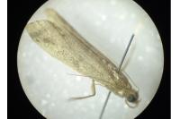 Ephestia woodiella