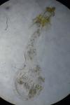 Ephestia woodiella