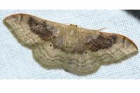 Idaea degeneraria