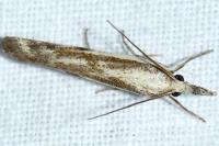 Agriphila inquinatella