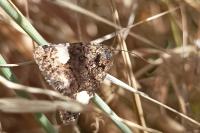 Tyta luctuosa