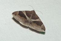 Dysgonia algira