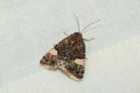Tyta luctuosa