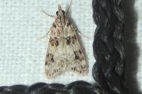 Eudonia delunella
