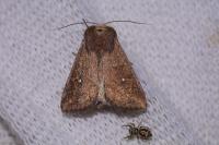 Mythimna albipuncta