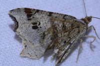 Macaria alternata