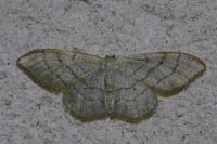 Idaea aversata