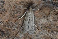 Phycitodes