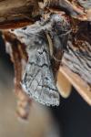 Thaumetopoea pityocampa