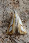 Catoptria pinella