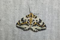 Abraxas grossulariata