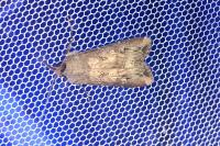 Agrotis ipsilon