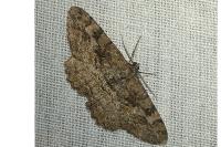 Alcis repandata