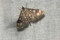 Anania coronata