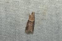 Acrobasis repandana