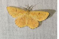 Angerona prunaria