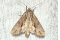 Apamea monoglypha monoglypha