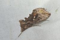 Autographa pulchrina