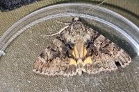 Catocala nymphagoga