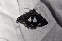 Catephia alchymista