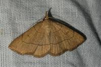 Paracolax tristalis