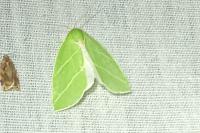 Bena bicolorana
