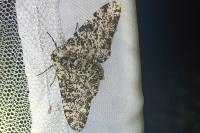 Biston betularia