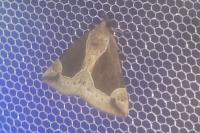 Hypena crassalis