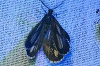 Bupalus piniaria